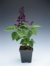 Salvia Vista Purple